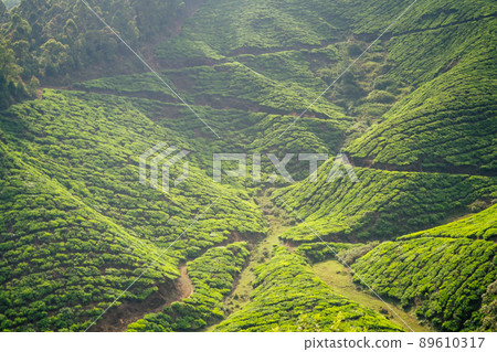 indian tea plantations and leafs in India Kerala Munnar indian tea plantations and leafs in India Kerala Munnar 89610317