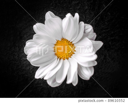 One flower on a black background. Studio shot. One flower on a black background. Studio shot. 89610352