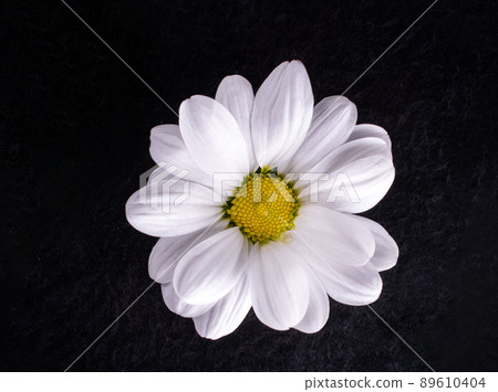 One flower on black background. View from above. One flower on black background. View from above. 89610404