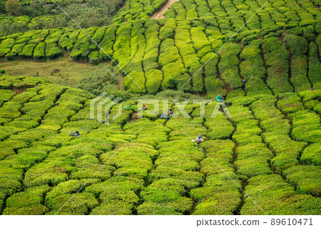big and sun green plantation of tea in India . 89610471