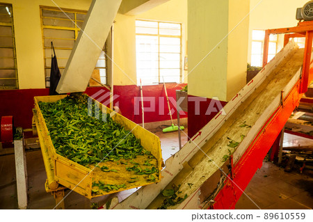 Dried tea leaves. Production line inside tea factory in India Munnar Dried tea leaves. Production line inside tea factory in India Munnar 89610559