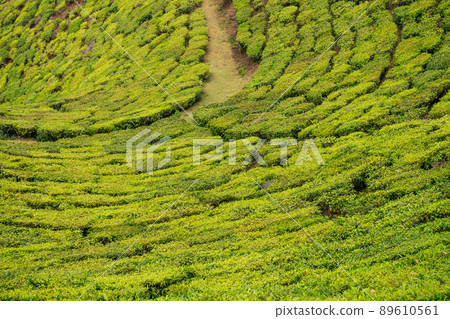 indian tea plantations and leafs in India Kerala Munnar 89610561