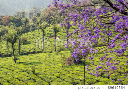 indian tea plantations and leafs in India Kerala Munnar 89610564