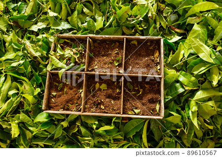 indian tea plantations and leafs in India Kerala Munnar indian tea plantations and leafs in India Kerala Munnar 89610567