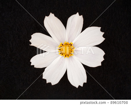 Top view of a flower on black background. View above. Top view of a flower on black background. View above. 89610708