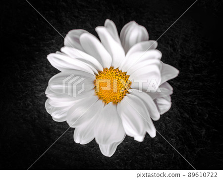 Studio shot of flower on a black background. Flat lay, top view. Studio shot of flower on a black background. Flat lay, top view. 89610722