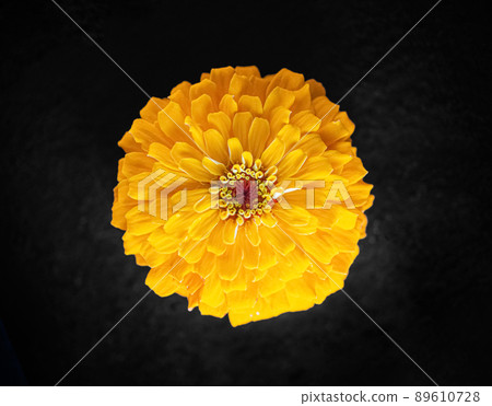 Top view of a flower on black background. Closeup. 89610728