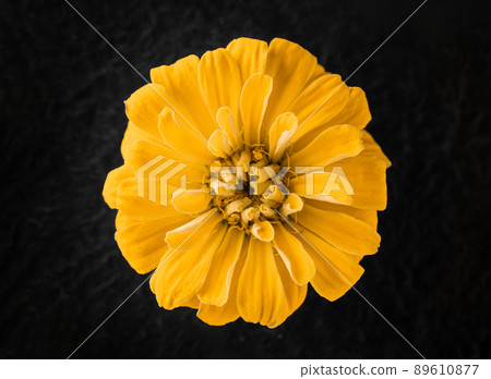 Studio shot of flower on black background. View above. 89610877