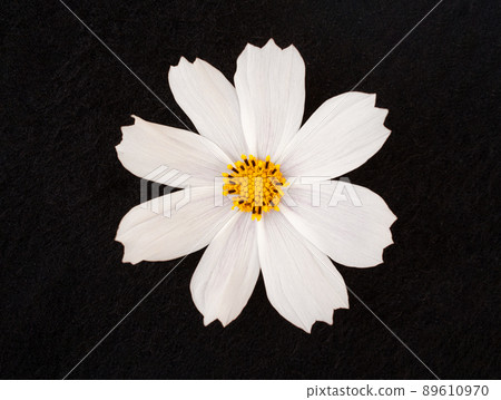 Studio shot of flower on black background. Close up. Studio shot of flower on black background. Close up. 89610970