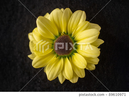 Top view of a flower on black background. Macro photo. Top view of a flower on black background. Macro photo. 89610971