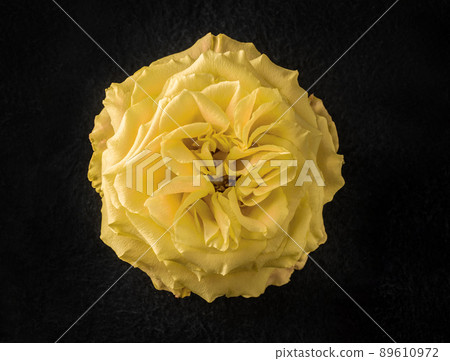 Beautiful flower on black background. Closeup. Beautiful flower on black background. Closeup. 89610972