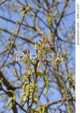 Common walnut Common walnut 89611187