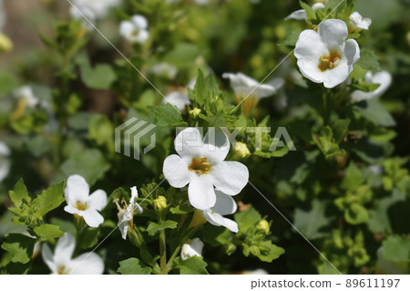 Ornamental bacopa Ornamental bacopa 89611197