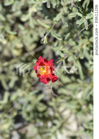 Rock rose Fire Dragon 89611206