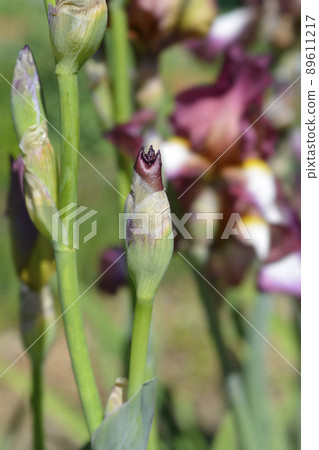 Tall bearded iris Crinoline 89611217
