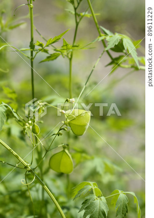 Balloon vine Balloon vine 89611229