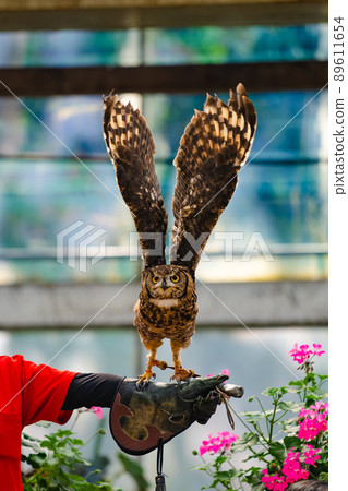 Matsue Vogel Park Owl Show Matsue Vogel Park Owl Show 89611654