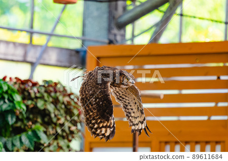Matsue Vogel Park Owl Show Matsue Vogel Park Owl Show 89611684