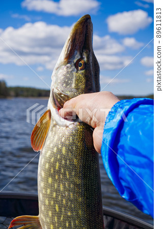 Fisherman hand holding pike. Angler with pike fish. Amateur fisherman holds trophy pike Esox lucius 89611813