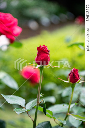 Roses Roses 89612272