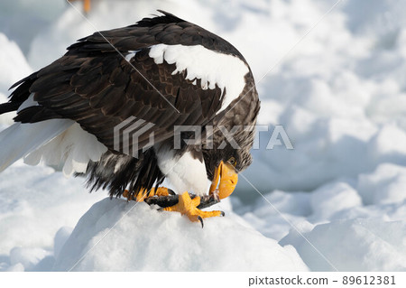 虎頭海雕在流冰上吞食獵物 89612381