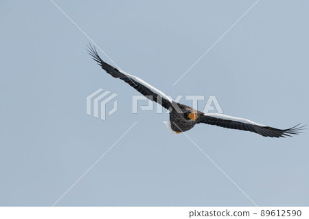 Flight of St. Flight of St. 89612590