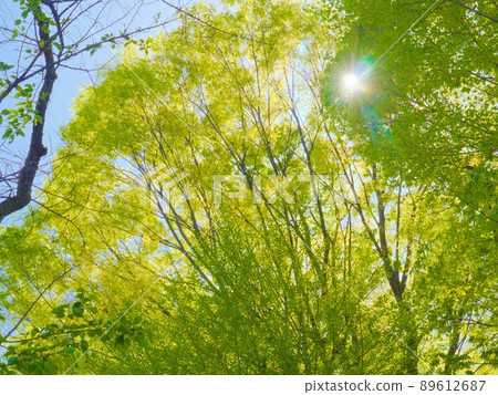 春天的陽光和新鮮的綠樹 春天的陽光和新鮮的綠樹 89612687