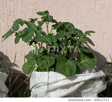 Potatoes growing in a bag. Potatoes growing in a bag. 89612721