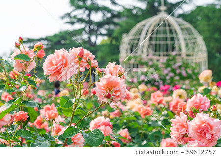 Tsurumai Park, roses in full bloom <Nagoya City, Aichi Prefecture> Tsurumai Park, roses in full bloom <Nagoya City, Aichi Prefecture> 89612757