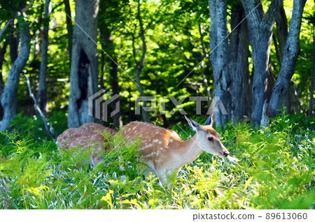 Time to observe wild deer in Shiretoko 89613060