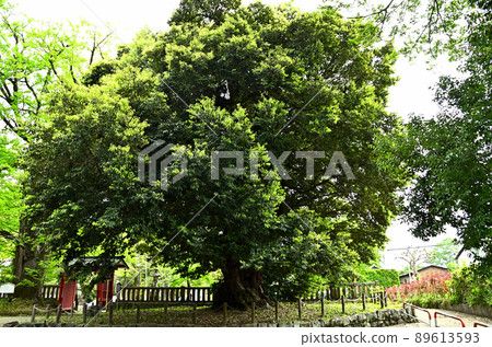 Gunma Prefecture Tomioka City Ueno Kuniichinomiya Nukisaki Shrine Giant tree streak Gunma Prefecture Tomioka City Ueno Kuniichinomiya Nukisaki Shrine Giant tree streak 89613593
