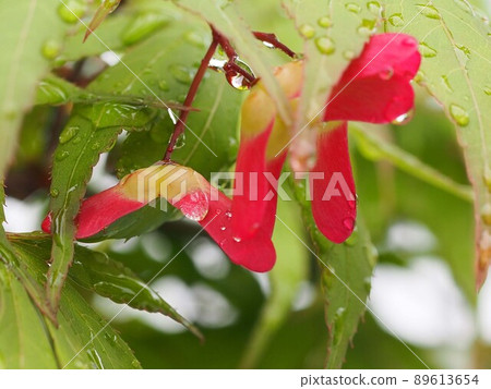雨後的紅葉(楓樹種子和帶雨滴的葉子) 雨後的紅葉(楓樹種子和帶雨滴的葉子) 89613654