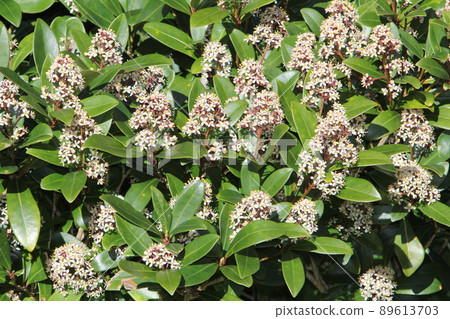 Shikimia 與從紅色芽開花的白色花朵 Shikimia 與從紅色芽開花的白色花朵 89613703