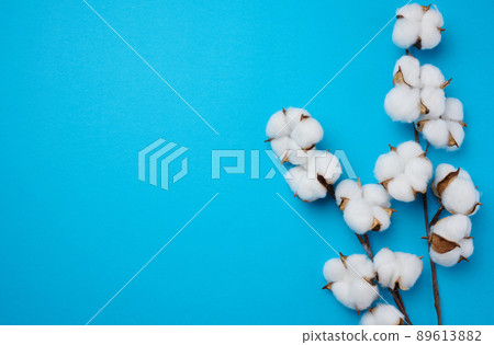 Cotton flower on a blue paper background, overhead. Minimalism flat lay composition Cotton flower on a blue paper background, overhead. Minimalism flat lay composition 89613882
