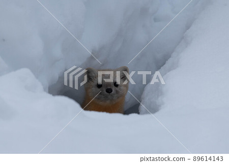 Ezokuroten coming out of the snow hole Ezokuroten coming out of the snow hole 89614143