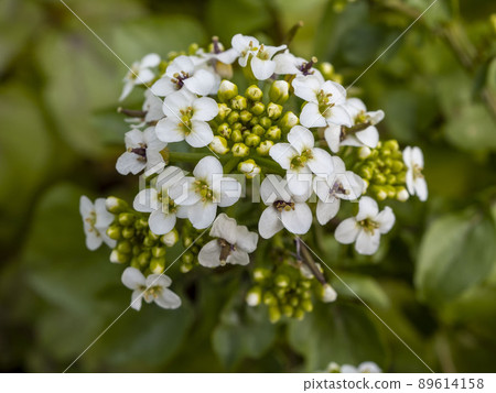 Watercress flower 89614158