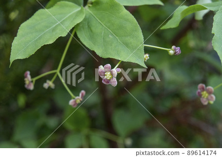 垂懸在樹枝上的益葉衛矛 89614174