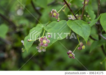 垂懸在樹枝上的益葉衛矛 89614175