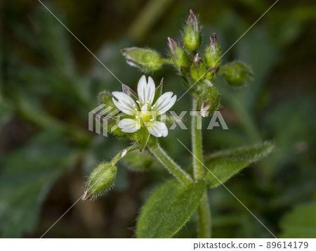 Mice-ear chick flowers Mice-ear chick flowers 89614179