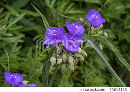 Flower of Murasaki Yukusa 89614180