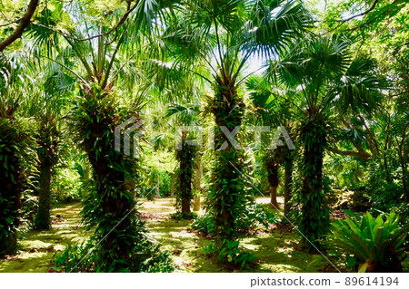 八丈島八丈植物園 八丈島八丈植物園 89614194