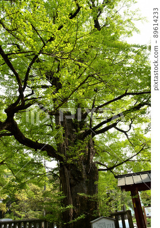Gunma Prefecture Tomioka City Ueno Kuniichinomiya Nukisaki Shrine Giant tree giant ginkgo 89614233