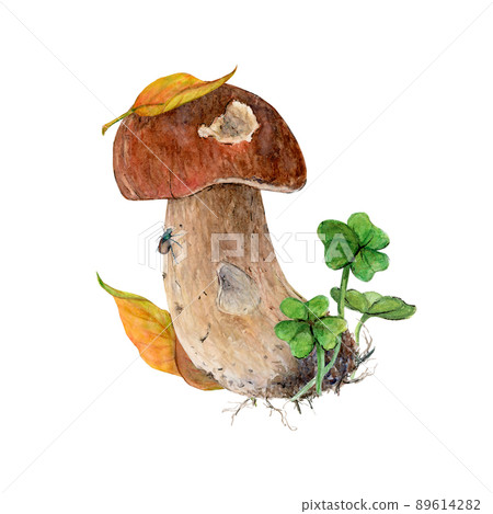 Watercolor White edible mushroom in a natural environment is isolated on white paper, for printing on postcards, stickers Watercolor White edible mushroom in a natural environment is isolated on white paper, for printing on postcards, stickers 89614282