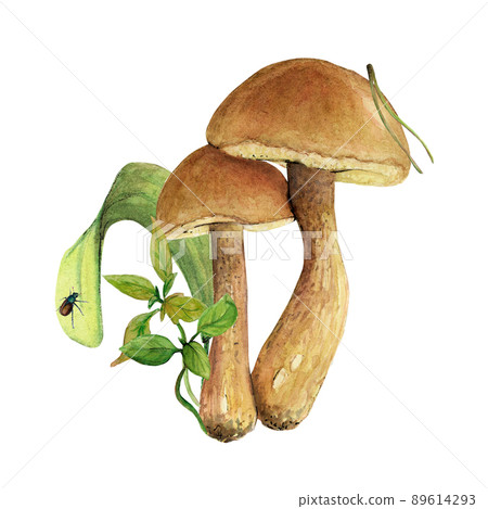 Watercolor illustration of a mushroom - a boletus with litters and a brown cap. Mushroom edible on a white background. Drawing for cards, stickers, scrapbooking, posters, prints, menus, restaurants 89614293