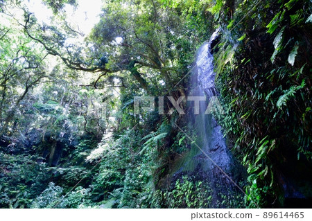 Hachijojima Uramigataki 89614465