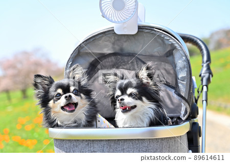 在裝有小風扇的狗推車上乘坐吉娃娃散步。 89614611