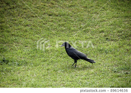 Crow walking on the lawn 89614636