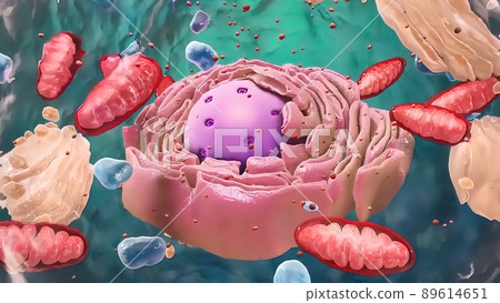 Components of Eukaryotic cell, nucleus and organelles and reticulum Components of Eukaryotic cell, nucleus and organelles and reticulum 89614651
