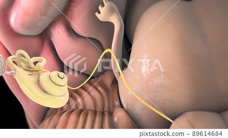 Illustrates how sounds travel from the ear to the brain, where they are interpreted and understood. Illustrates how sounds travel from the ear to the brain, where they are interpreted and understood. 89614684