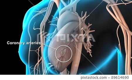Anatomy of the Coronary Arteries Anatomy of the Coronary Arteries 89614690